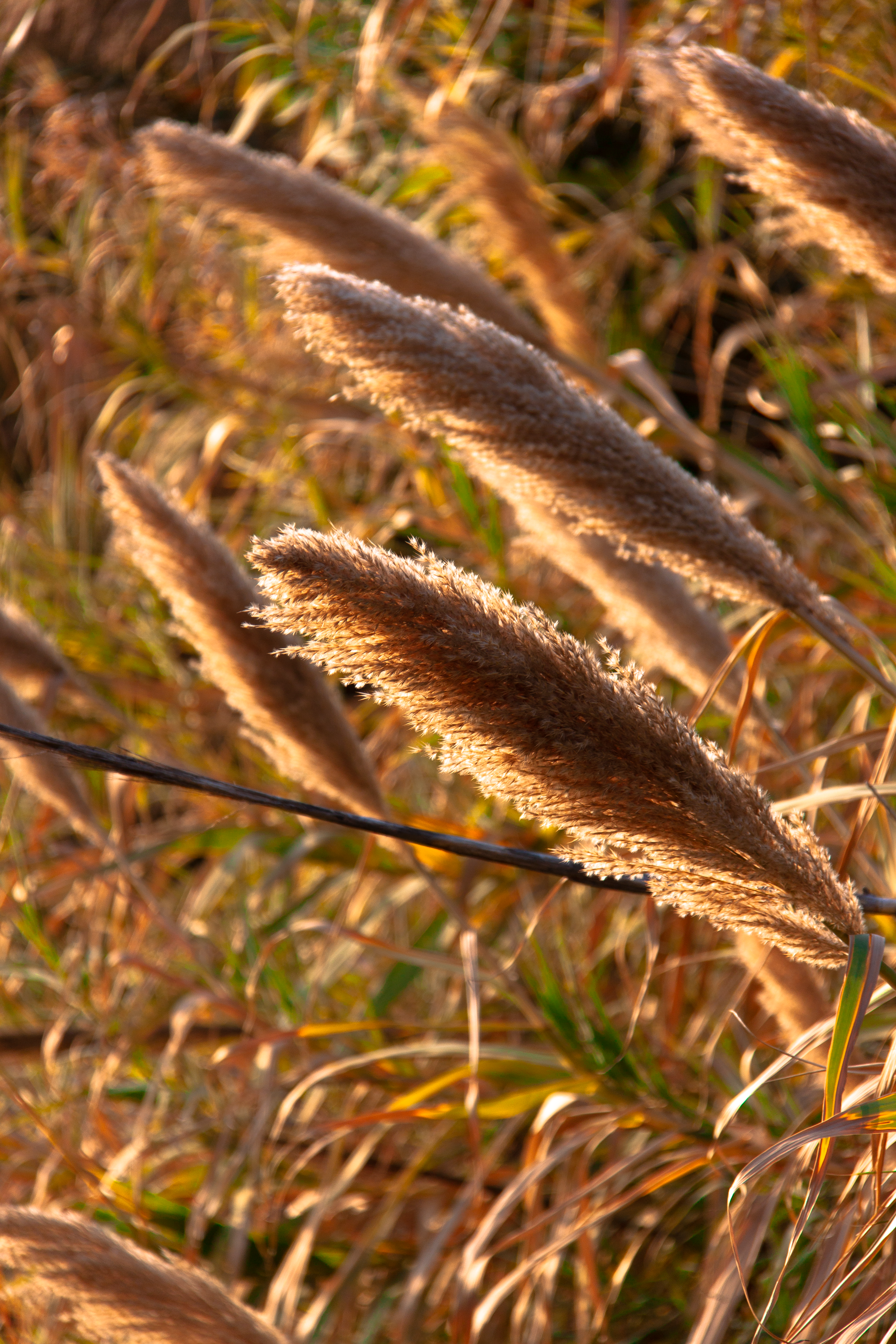IMG_8509.png